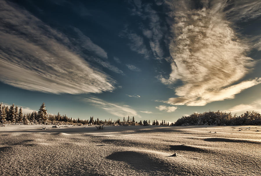 Alaskan Winter #1 Photograph by Michele Cornelius