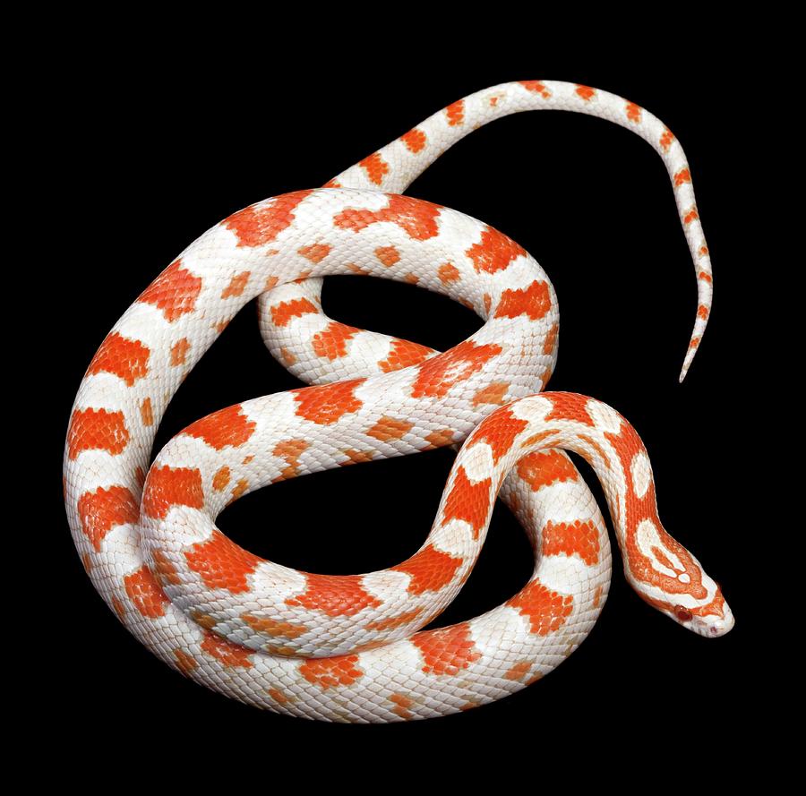 Albino Snake by Goetgheluck/science Photo Library Pixels