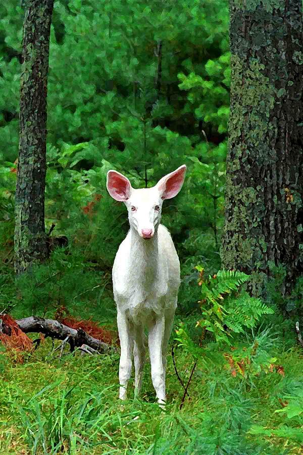 Albino Fawn Photograph by Pat Now - Fine Art America