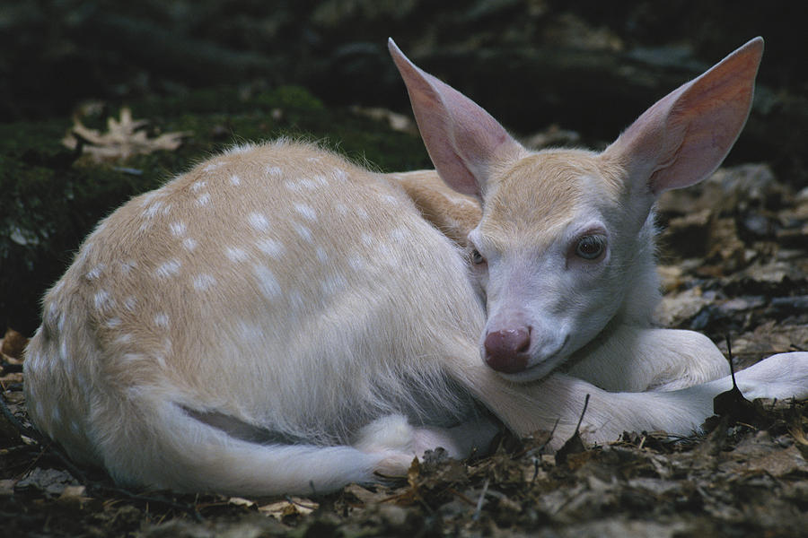 Albino White-tailed Deer Fawn #1 Photograph by Thomas And Pat Leeson