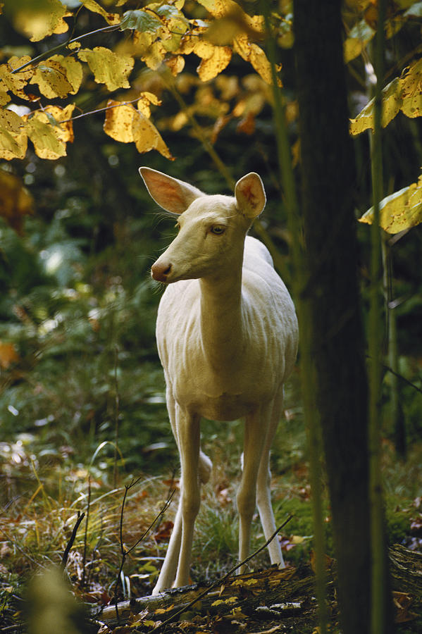 Albino White-tailed Deer #1 Photograph by Thomas And Pat Leeson
