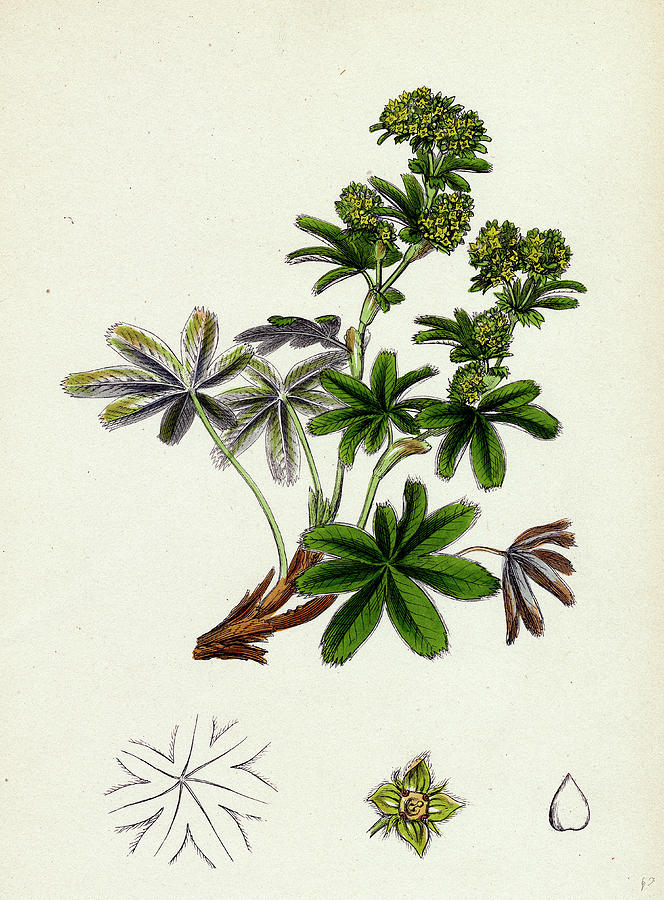 Alchemilla Conjuncta Silvery Ladysmantle Drawing by English School