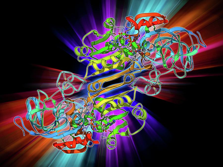 Adh Photograph - Alcohol Dehydrogenase Molecule #1 by Laguna Design
