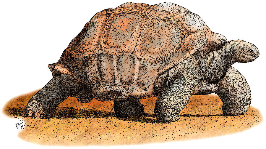 Aldabra Tortoise #1 Photograph by Roger Hall
