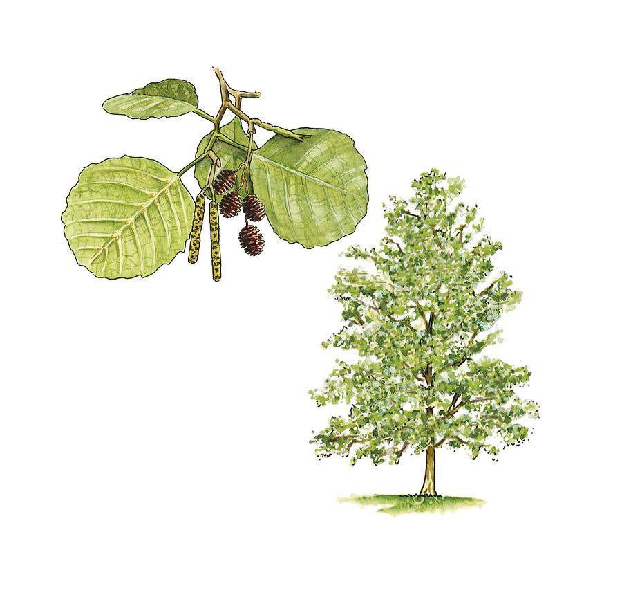 Alder (Alnus glutinosa) tree, artwork Photograph by Science Photo ...