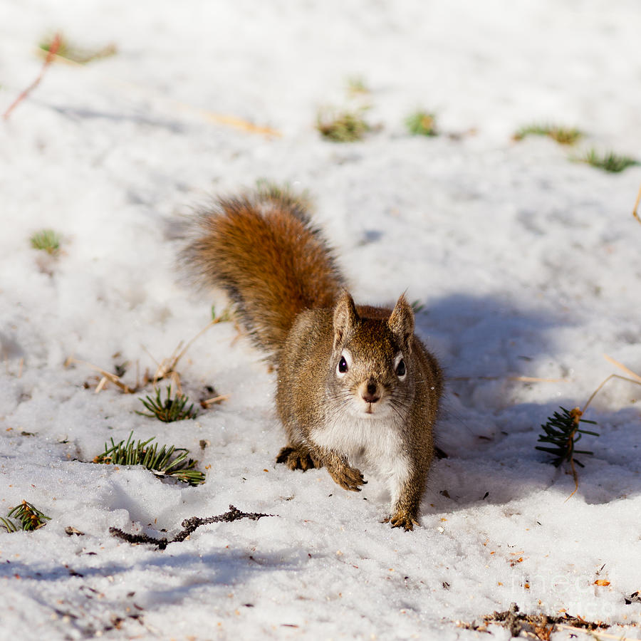 Alert cute American Red Squirrel in winter snow Photograph by Stephan ...