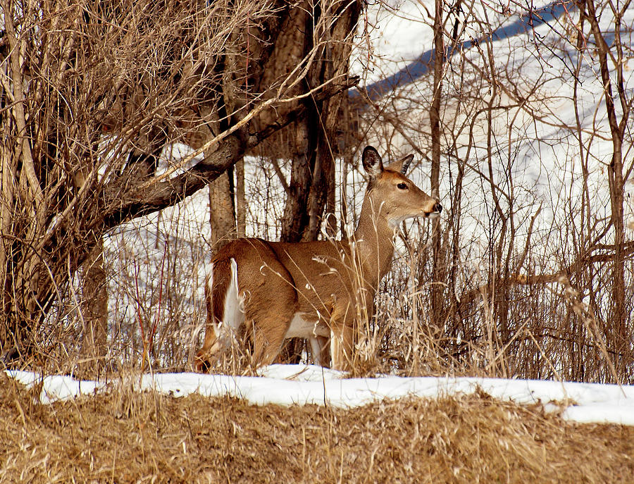 Alert Doe Photograph by Thomas Young