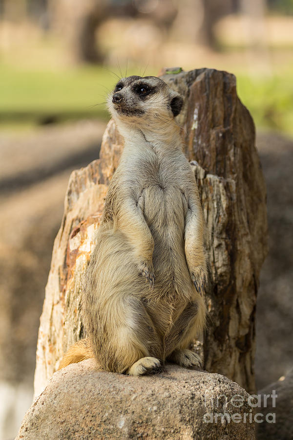Alert meerkat standing on guard #1 Photograph by Tosporn Preede