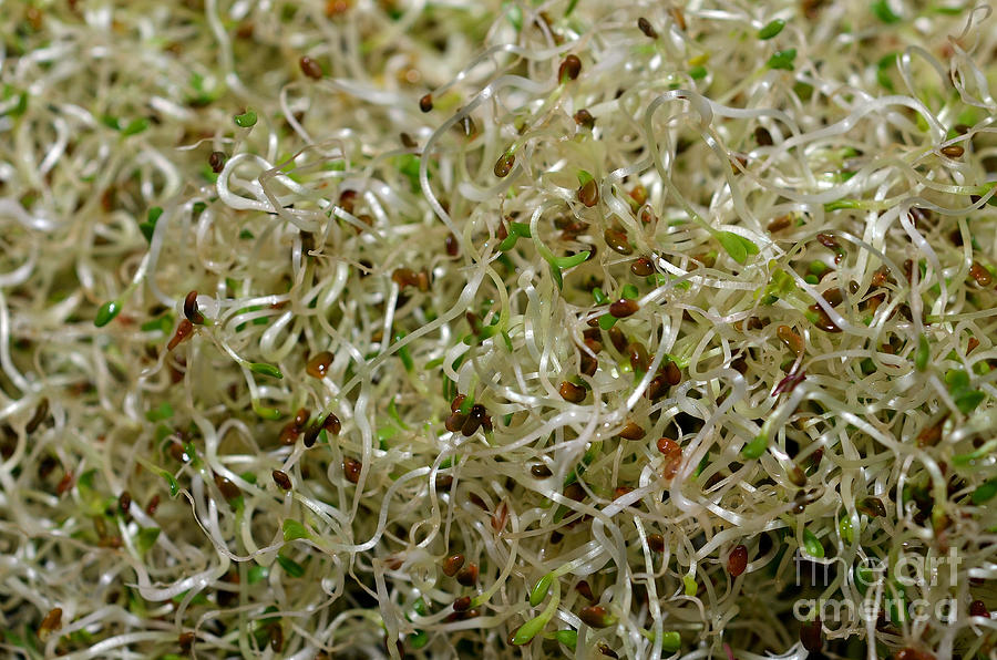 Alfalfa Sprouts #1 Photograph by Laura Mountainspring