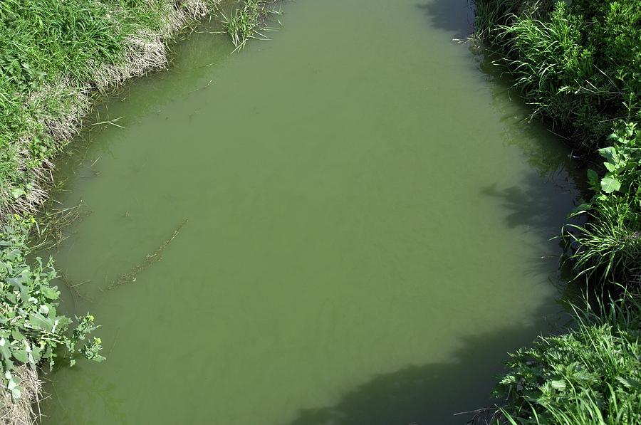 Algal Pollution Of Watercourse Photograph by Robert Brook/science Photo ...