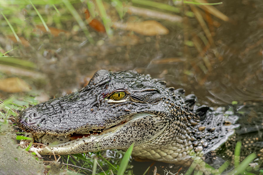 Alligator #6 Photograph by Peter Lakomy