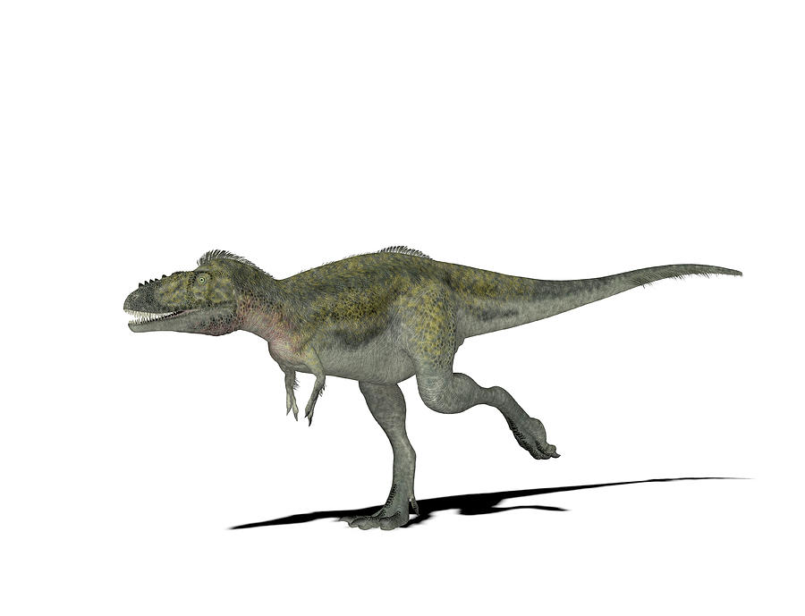 Alioramus Carnivorous Theropod Dinosaur Lived Asia Cretaceous