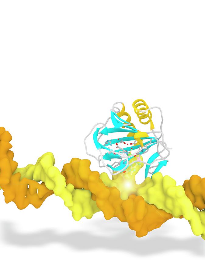 Biochemical Photograph - Alkb In Complex With 1-methyl Adenine #1 by Ramon Andrade 3dciencia