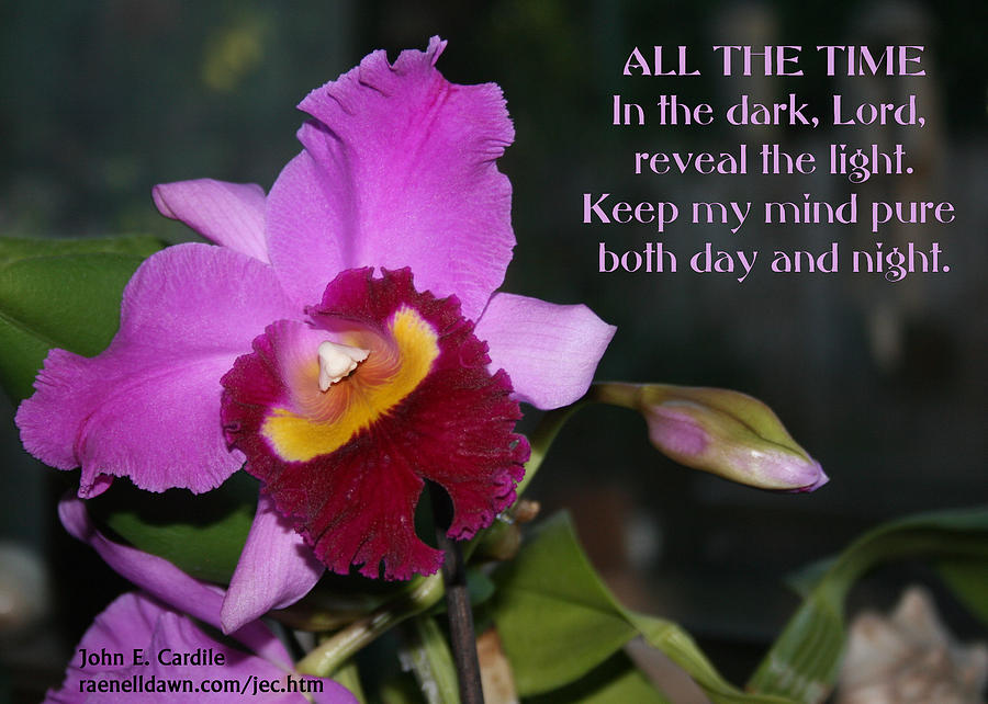 Orchid Photograph - All The Time #1 by Raenell Ochampaugh