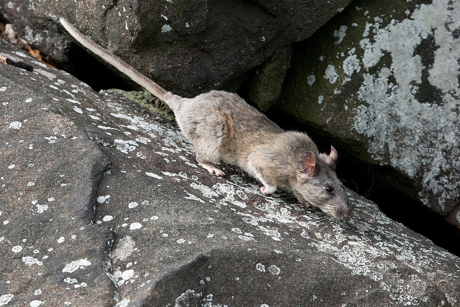 Allegheny Woodrat Neotoma Magister #1 Photograph by David Kenny