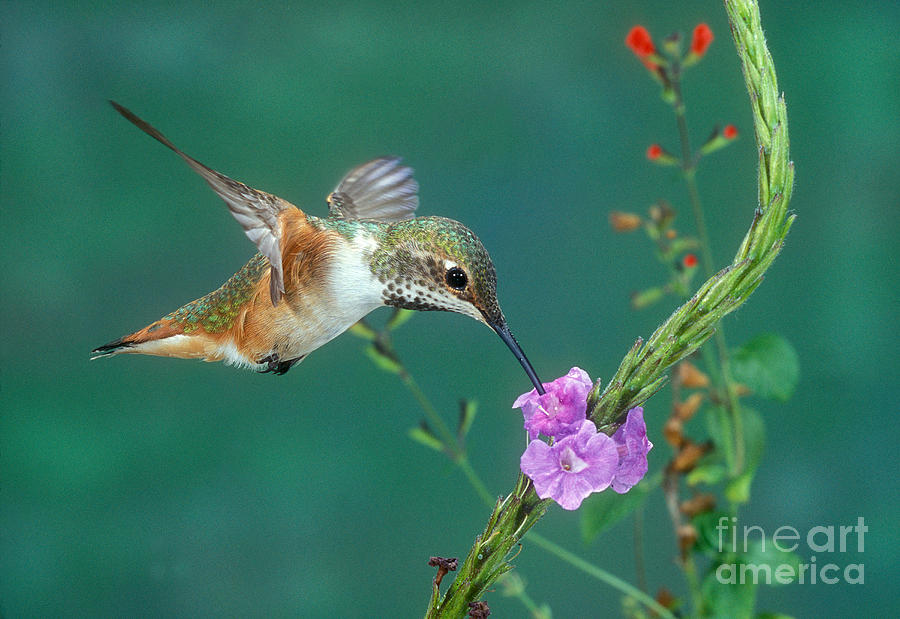 Allens Hummingbird #2 Photograph by Anthony Mercieca