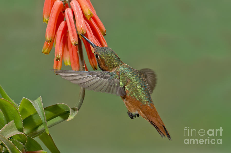Allens Hummingbird Feeding #1 Photograph by Anthony Mercieca