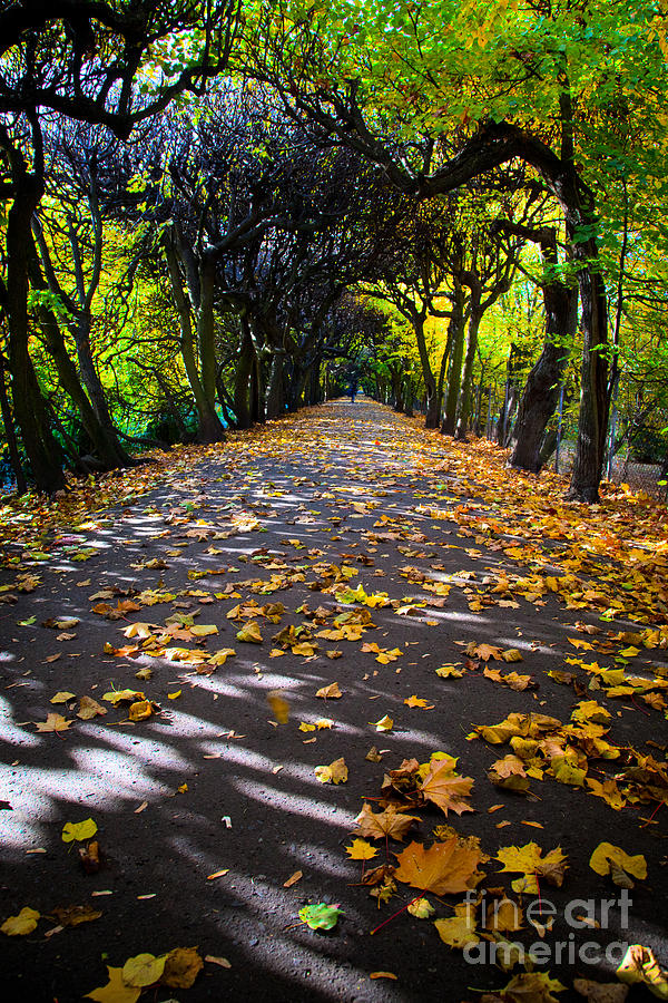 Alley with falling leaves in fall park #1 Photograph by Michal Bednarek ...