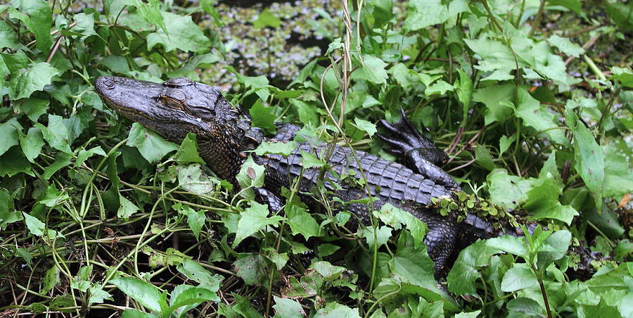 Alligator Alley Photograph by David Rosenthal - Fine Art America