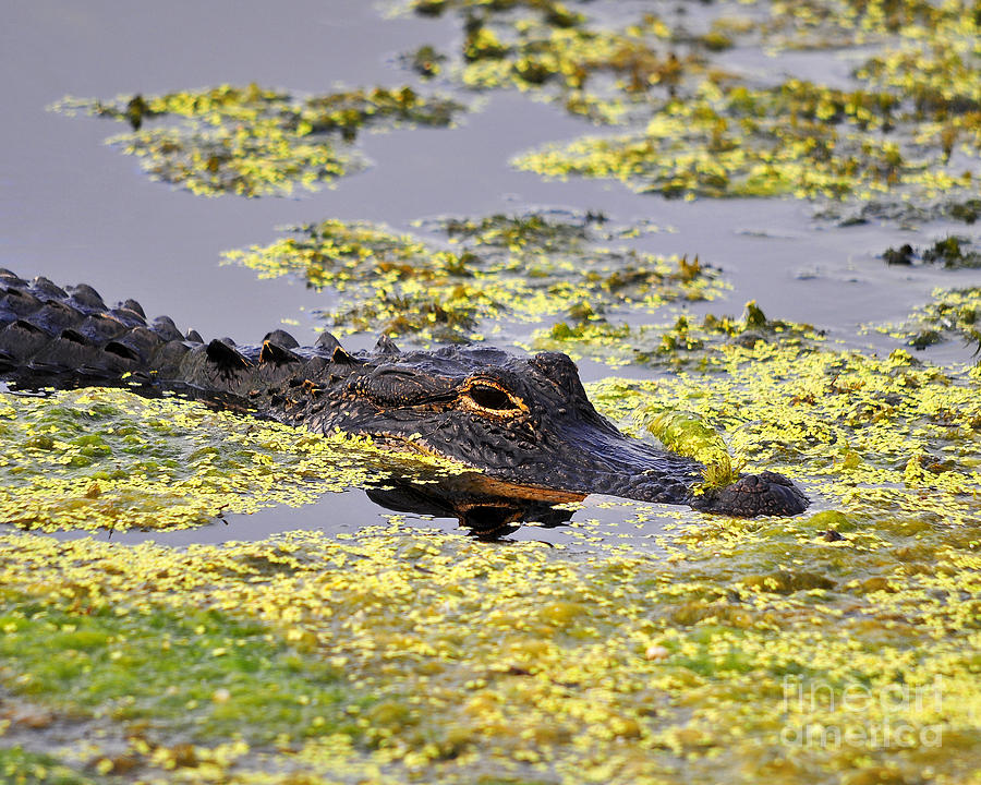 Alligator in Algae #1 Photograph by Al Powell Photography USA