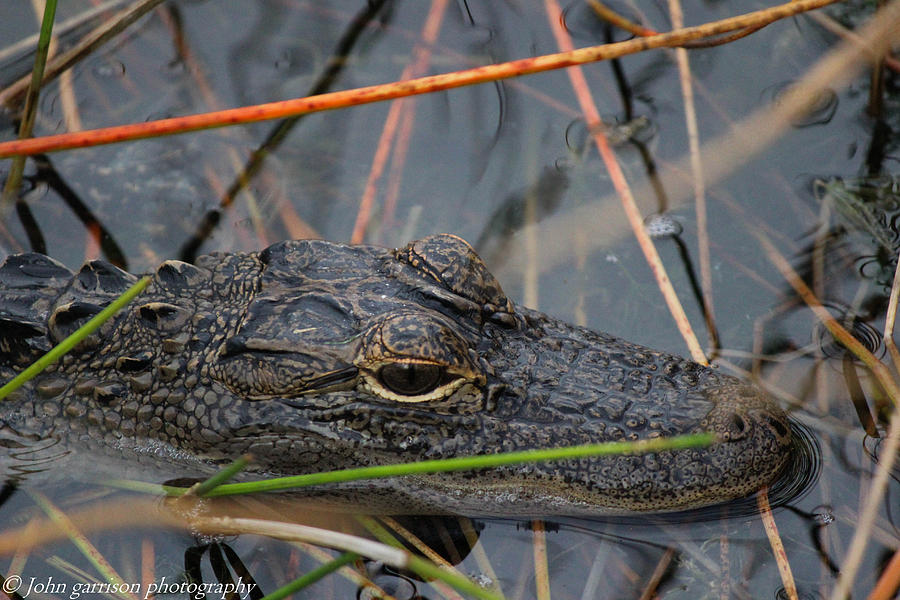 Animal Photograph - Alligator #1 by John Garrison