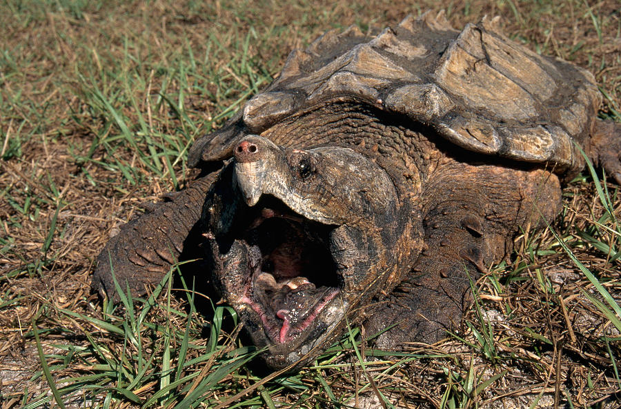 Reptile Photograph - Alligator Snapping Turtle #1 by Karl H. Switak