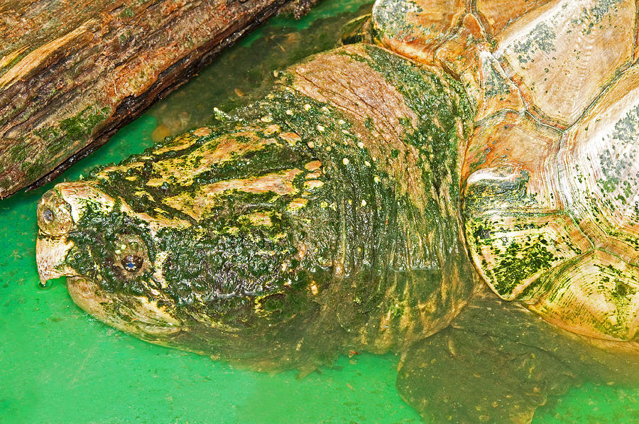Alligator Snapping Turtle #1 Photograph by Millard H. Sharp