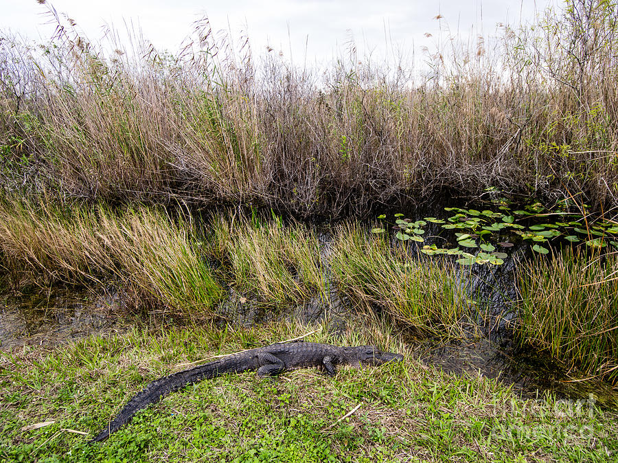 Alligator #1 Photograph by Tracy Knauer
