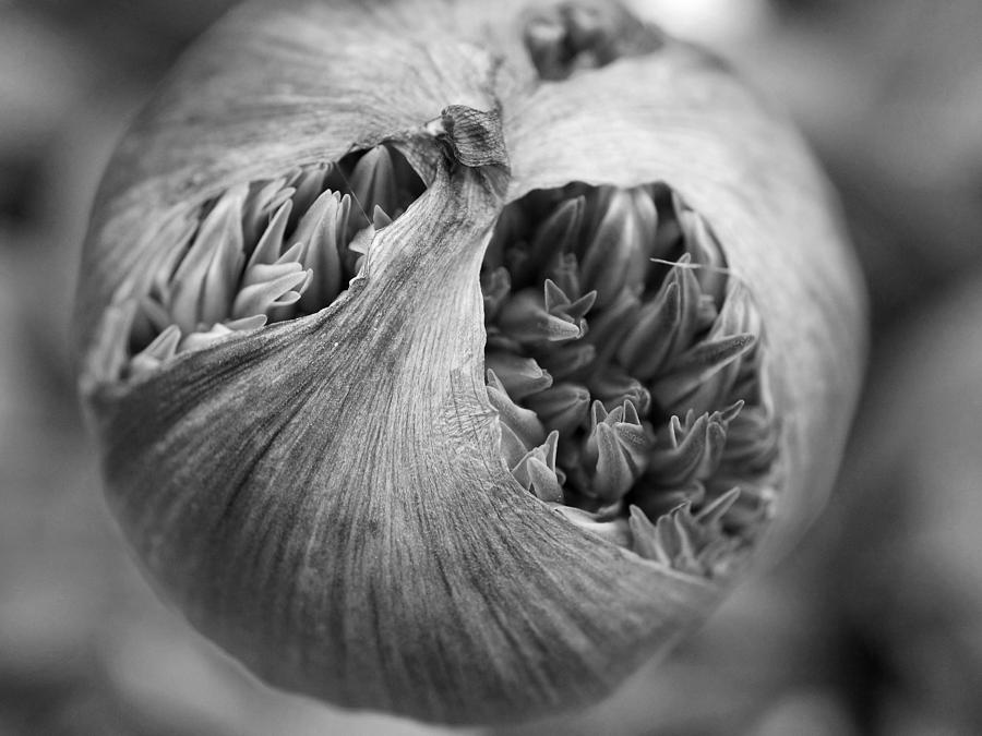 Allium Bud Photograph by Inge Riis McDonald