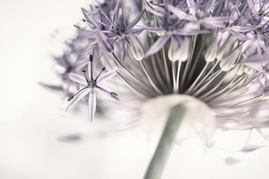 Allium flower detail Photograph by Elena Elisseeva