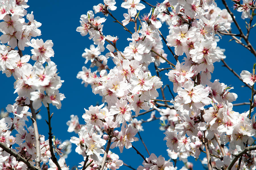 Almond blossom #1 Photograph by Ingela Christina Rahm