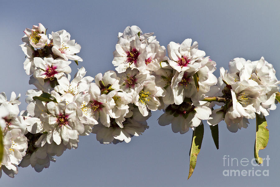 Almond Branch #1 Photograph by Heiko Koehrer-Wagner