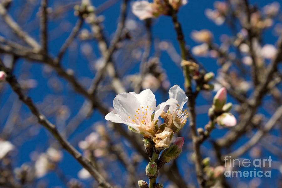 Almond Flower Photograph