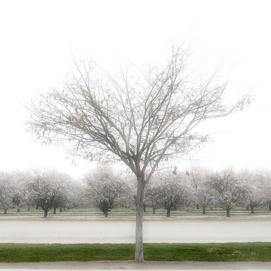 Spring Photograph - Almond Orchard #1 by Carol Leigh
