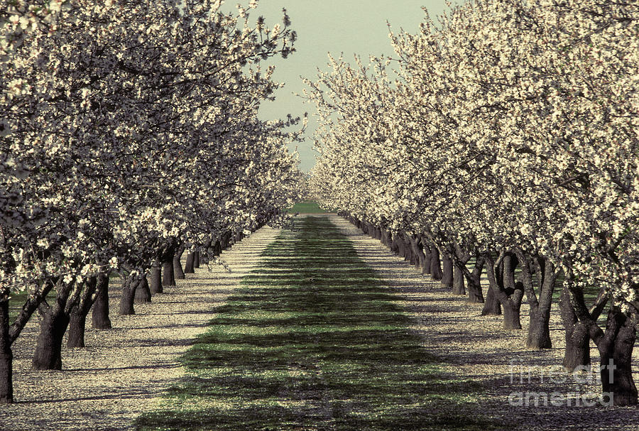 Almond Orchard In Bloom #1 Photograph by Ron Sanford