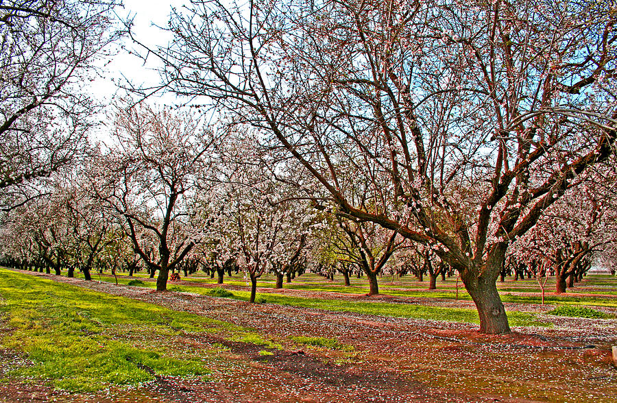 Almond Trees in Bloom #2 Photograph by Joseph Coulombe