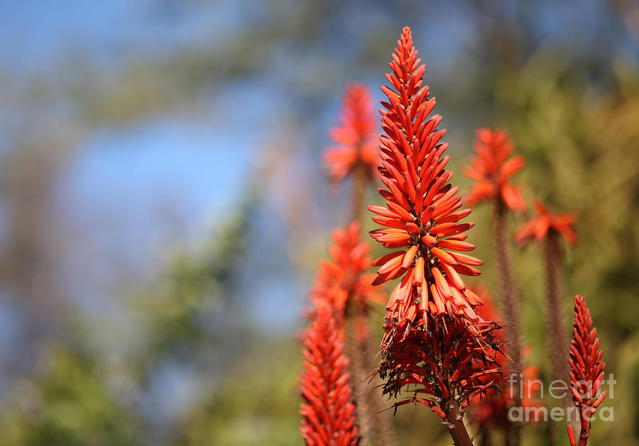 Aloe succotrina  #1 Photograph by Nicholas Burningham