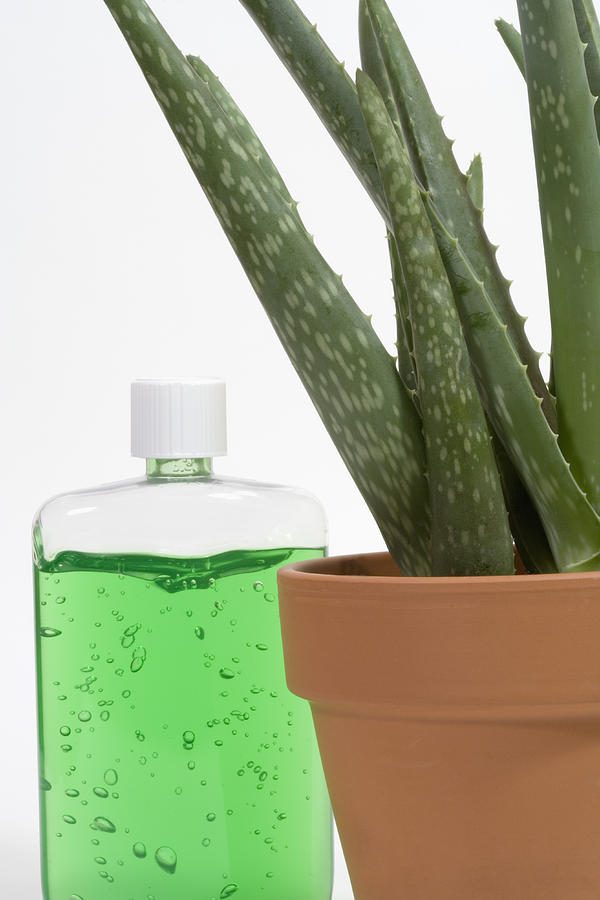 Aloe Vera Plant And Gel #1 Photograph by Science Stock Photography