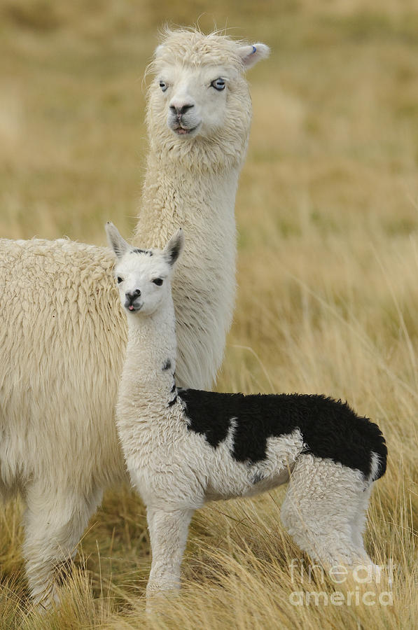 Nature Photograph - Alpaca With Young #1 by John Shaw