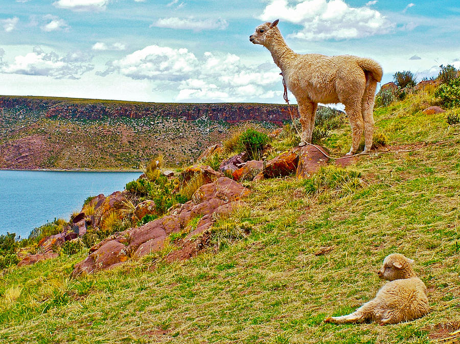 Alpacas by Lake Ayumara-Peru  Photograph by Ruth Hager