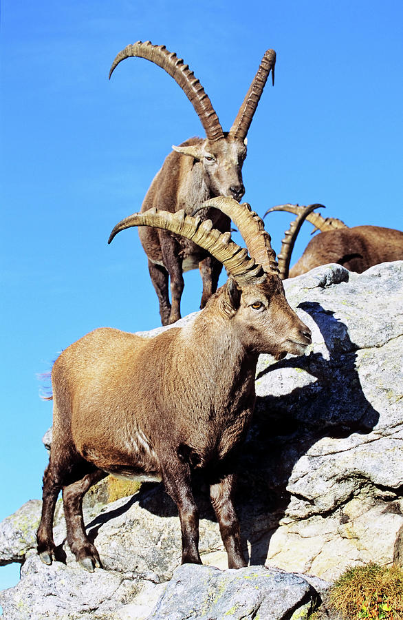 Fall Photograph - Alpine Ibex (capra Ibex #1 by Martin Zwick