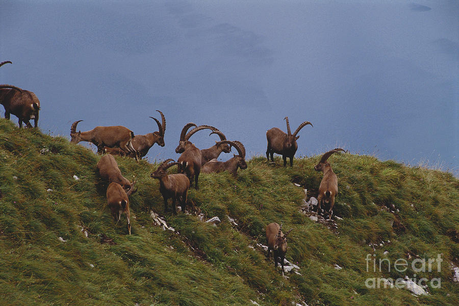 Alpine Ibex Standing On Cliff #1 Photograph by Art Wolfe