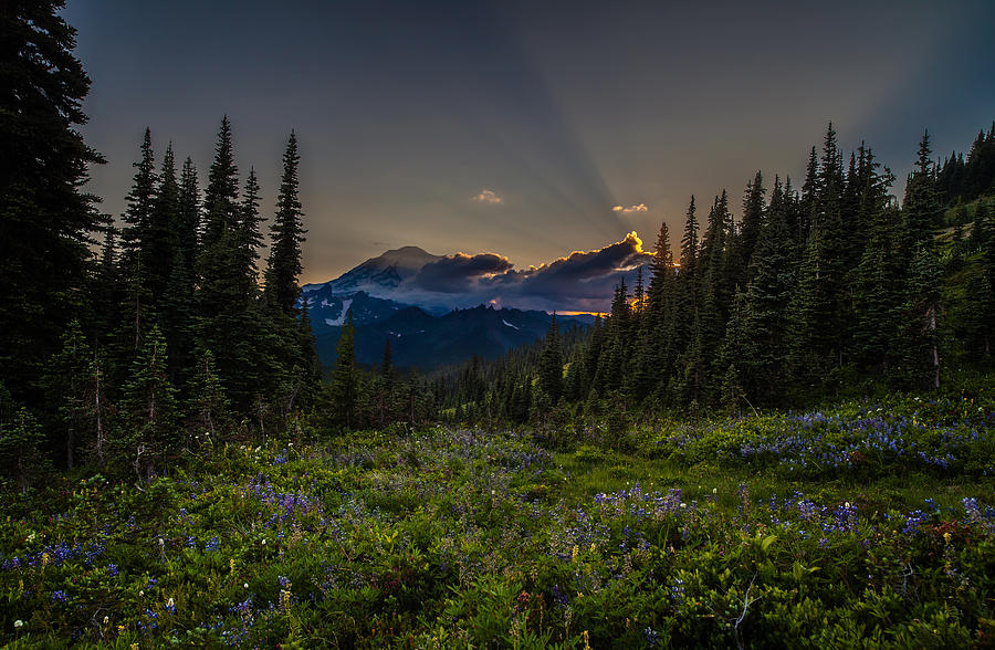 National Parks Photograph - Alpine Meadow Sunrays #1 by Mike Reid