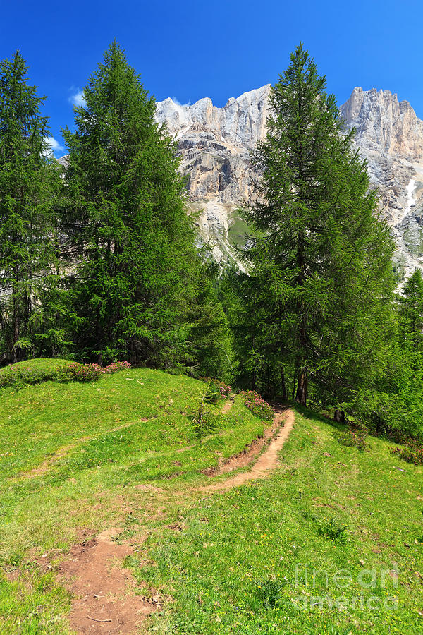 alpine path in Contrin Valley #1 Photograph by Antonio Scarpi