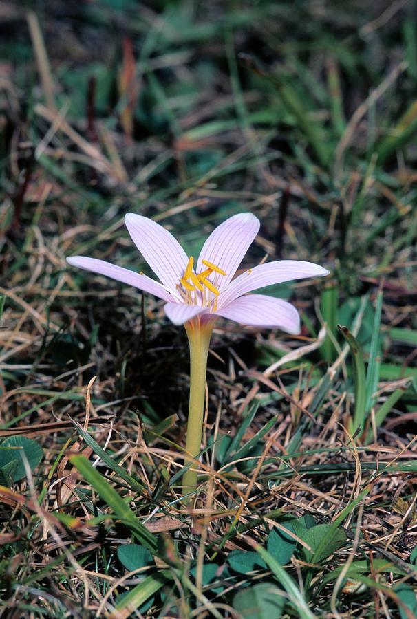Alpine Saffron (colchicum Alpinum) #1 Photograph by Bruno Petriglia/science Photo Library