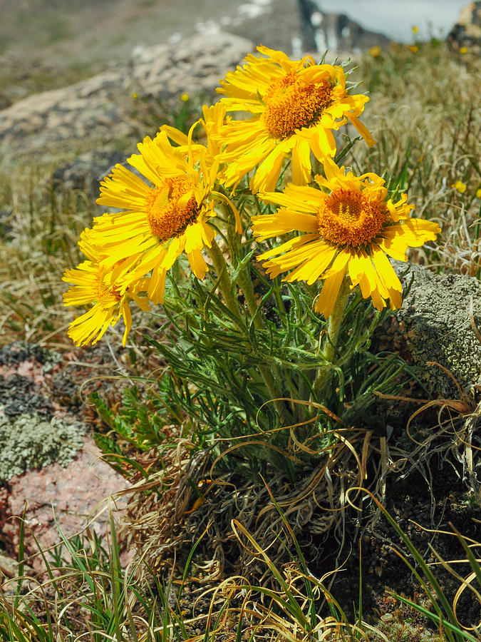 Alpine Sunflowers #1 Photograph by Aaron Spong