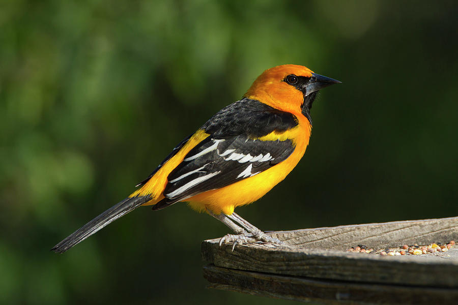 Altamira Oriole (icterus Gularis Photograph by Larry Ditto - Pixels