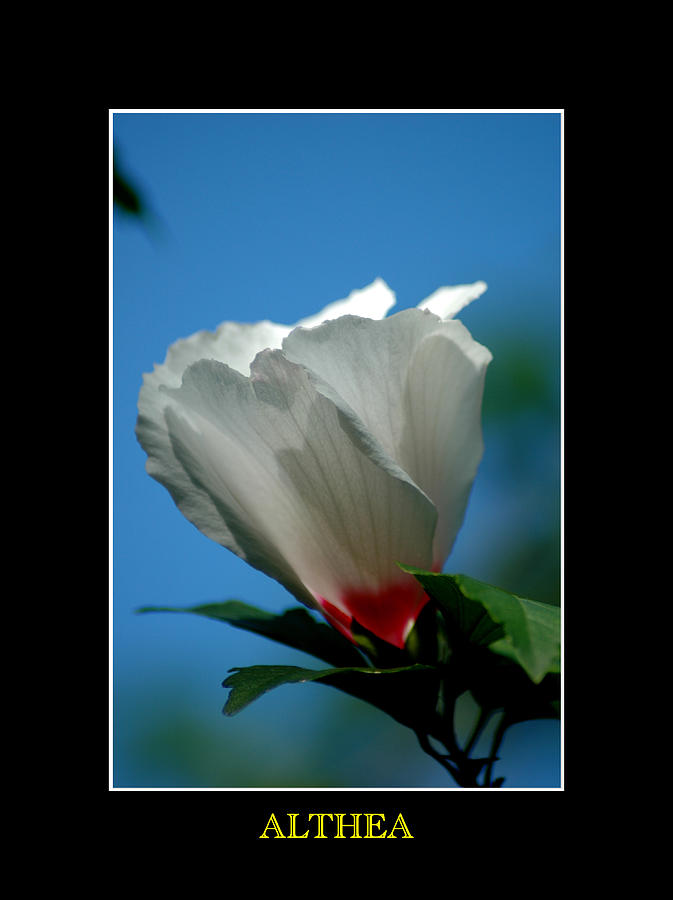 Althea Flower #1 Photograph by David Weeks
