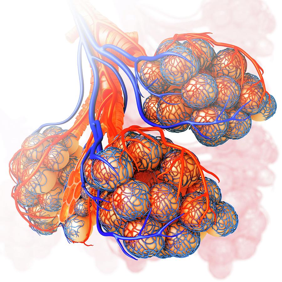 Computer Generated Photograph - Alveoli And Capillaries #1 by Pixologicstudio/science Photo Library