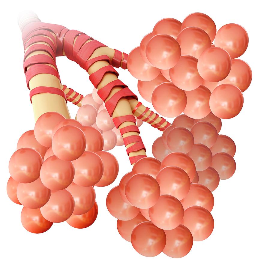 Alveoli Clusters In The Lungs #1 Photograph By Pixologicstudio Science 